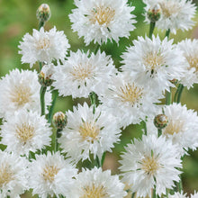 White tall cornflowers with green leaves viewed from above on a plain background.