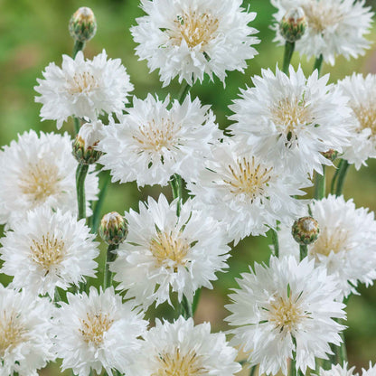 White tall cornflowers with green leaves viewed from above on a plain background.