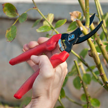 Hand holding red-handled bypass pruners cutting a branch with green leaves in the background