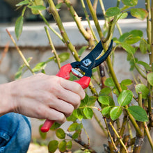 Hand using red-handled bypass pruners on a plant with green leaves.