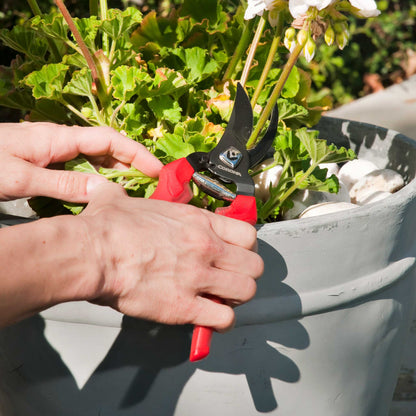 Person using red-handled bypass pruners to trim a plant in a pot