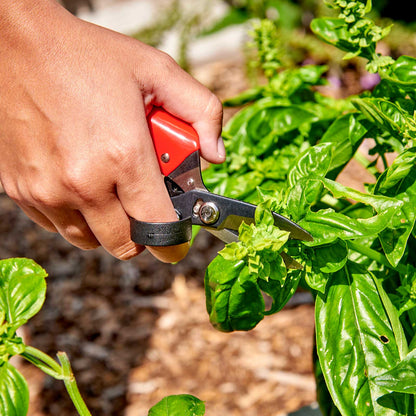 Hand using a pair of red-handled dead headers to trim basil leaves in a garden setting.