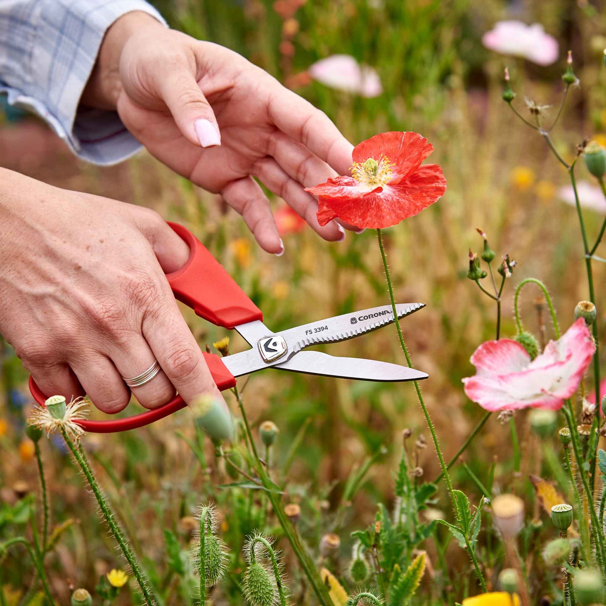 A person using Corona ComforGel floral scissors to cut a red flower in a field of wildflowers