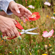 A person using Corona ComforGel floral scissors to cut a red flower in a field of wildflowers