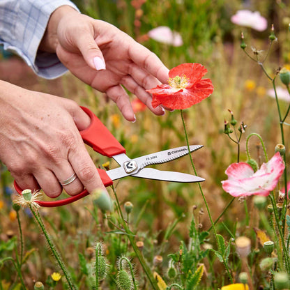 A person using Corona ComforGel floral scissors to cut a red flower in a field of wildflowers