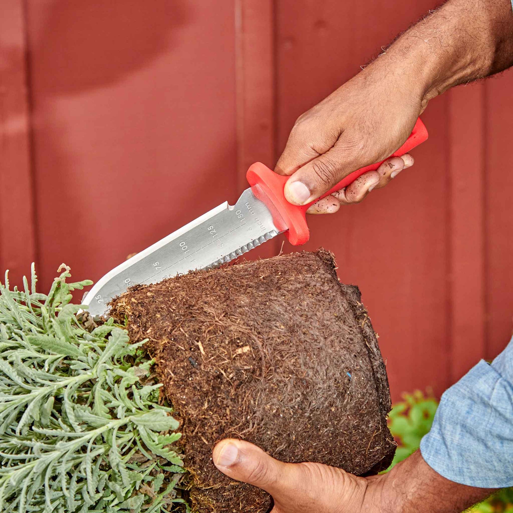 Person using a ComfortGel hori hori garden knife on a root ball after being removed from a pot.