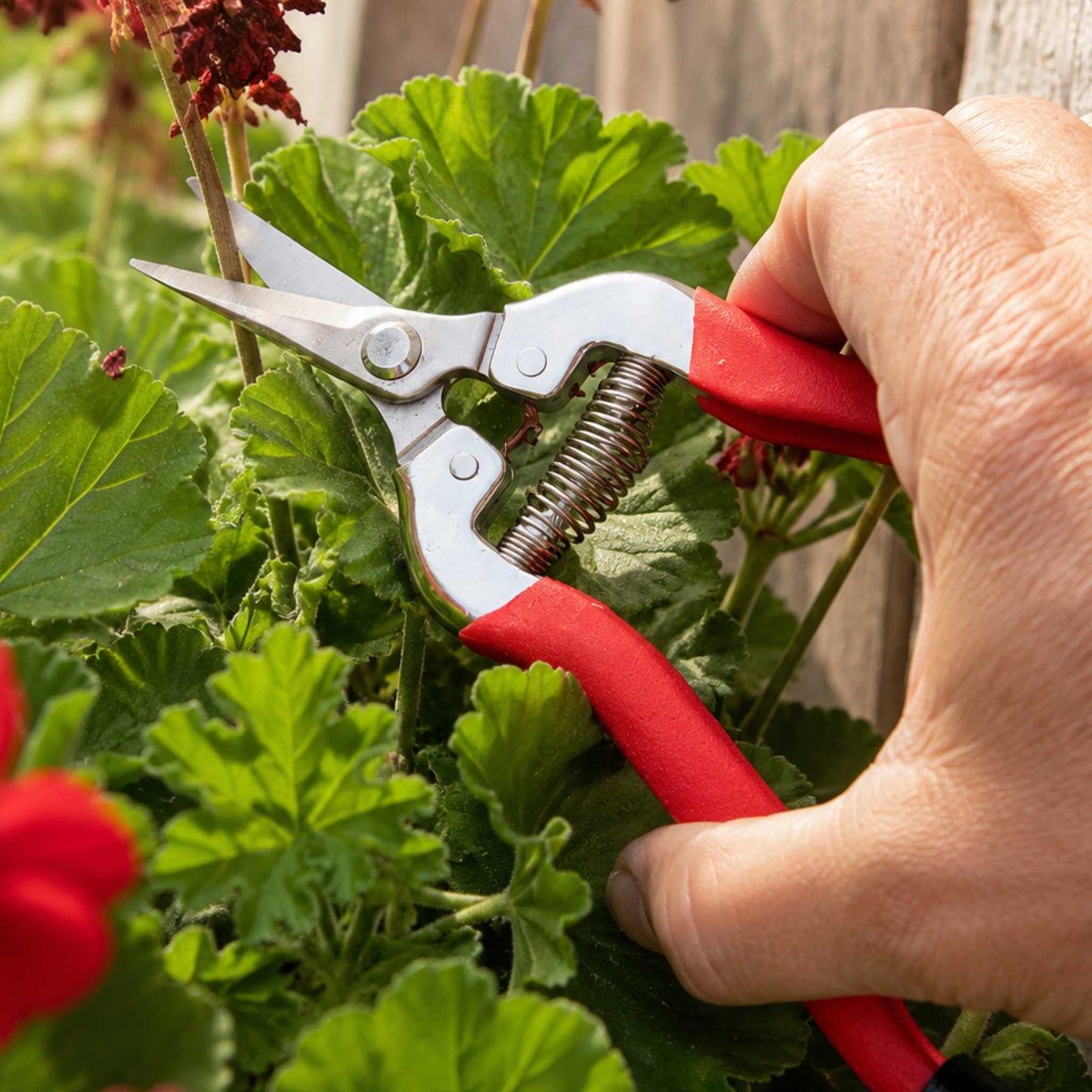 A close-up of a hand using Corona® Long Straight Snips with red handles to trim green garden plants.