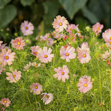 cosmos apricotta flowers in a field with a blurred background