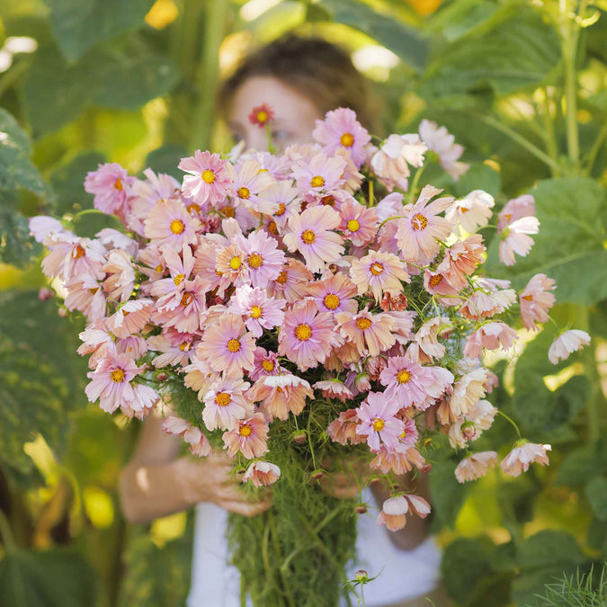 Person holding a bouquet of cosmos apricotta in a green garden setting.