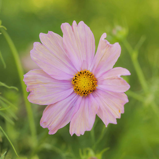 Close up of a pink cosmos apricotta with a blurred green background