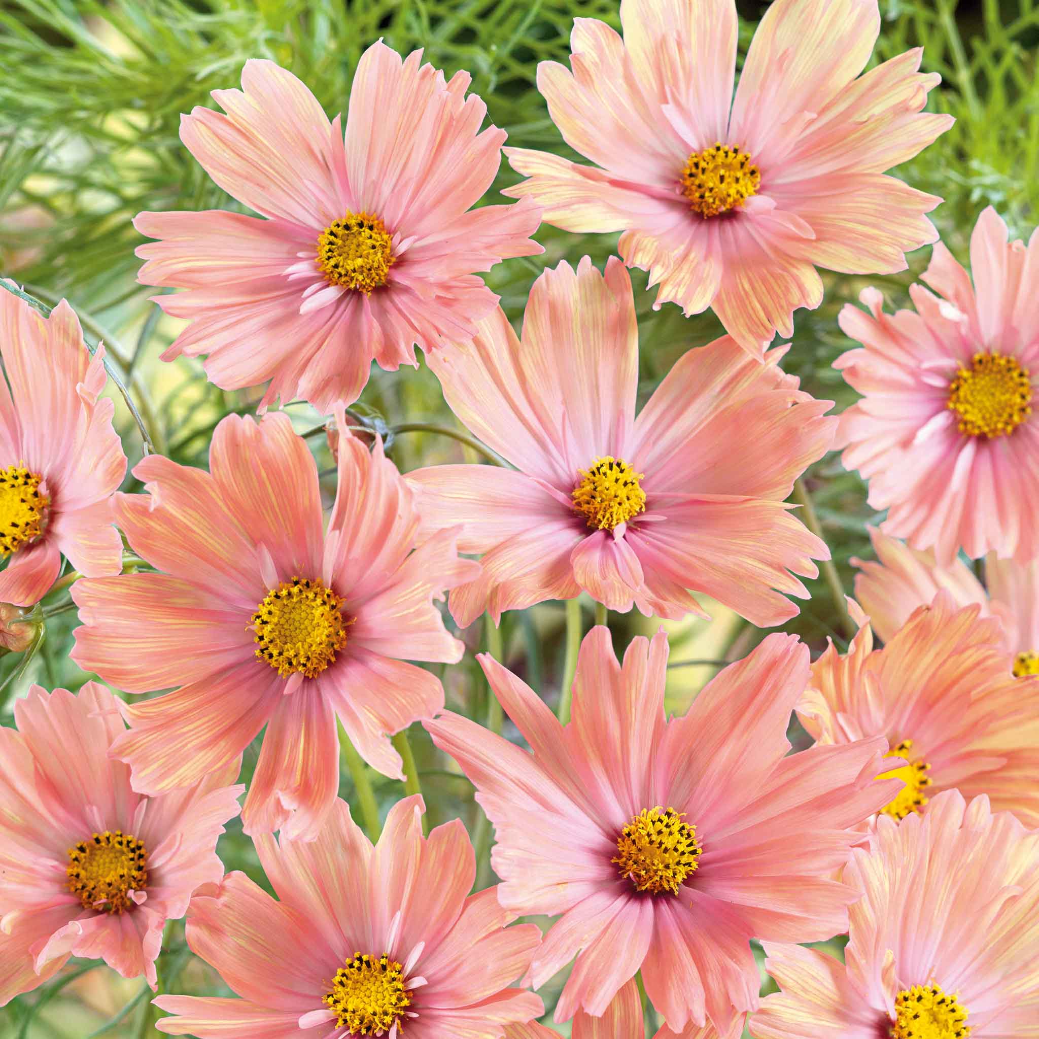 Several pink-orange apricotta cosmos flowers with a green background.