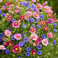 Pink and Blue flowers from the Cosmos and Cornflower American bundle.