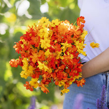 A person holding a bouquet of cosmos sulphur crest mix in a garden setting.
