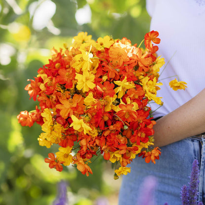 A person holding a bouquet of cosmos sulphur crest mix in a garden setting.