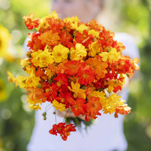 A person holding a bouquet of cosmos sulphur crest mix in a garden setting.