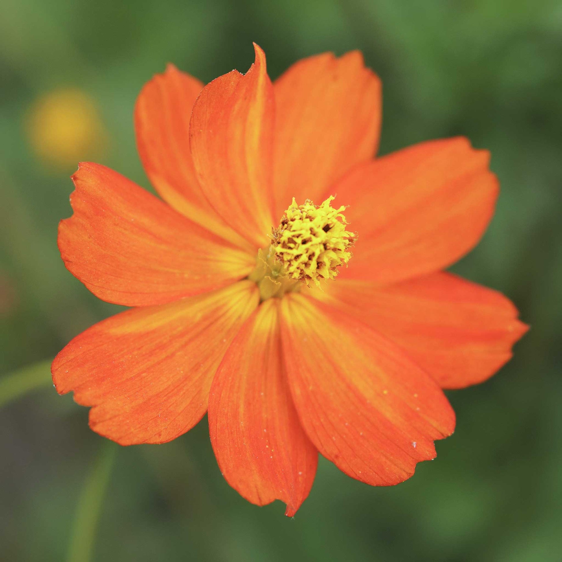 A single orange cosmos from the sulphur crest mix with a blurred green background.