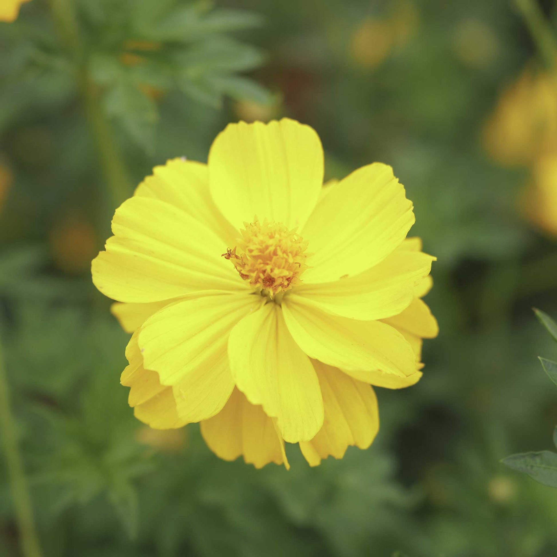A single yellow cosmos from the sulphur crest mix with a blurred green background.
