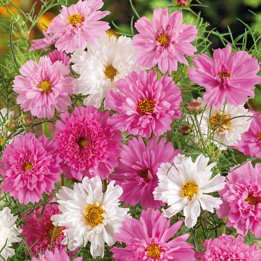 cosmos double click bonbon mix