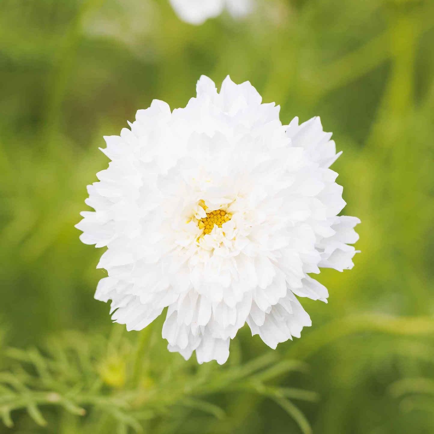 Close up of Cosmos Double Click White Knight showing double blooms and yellow center