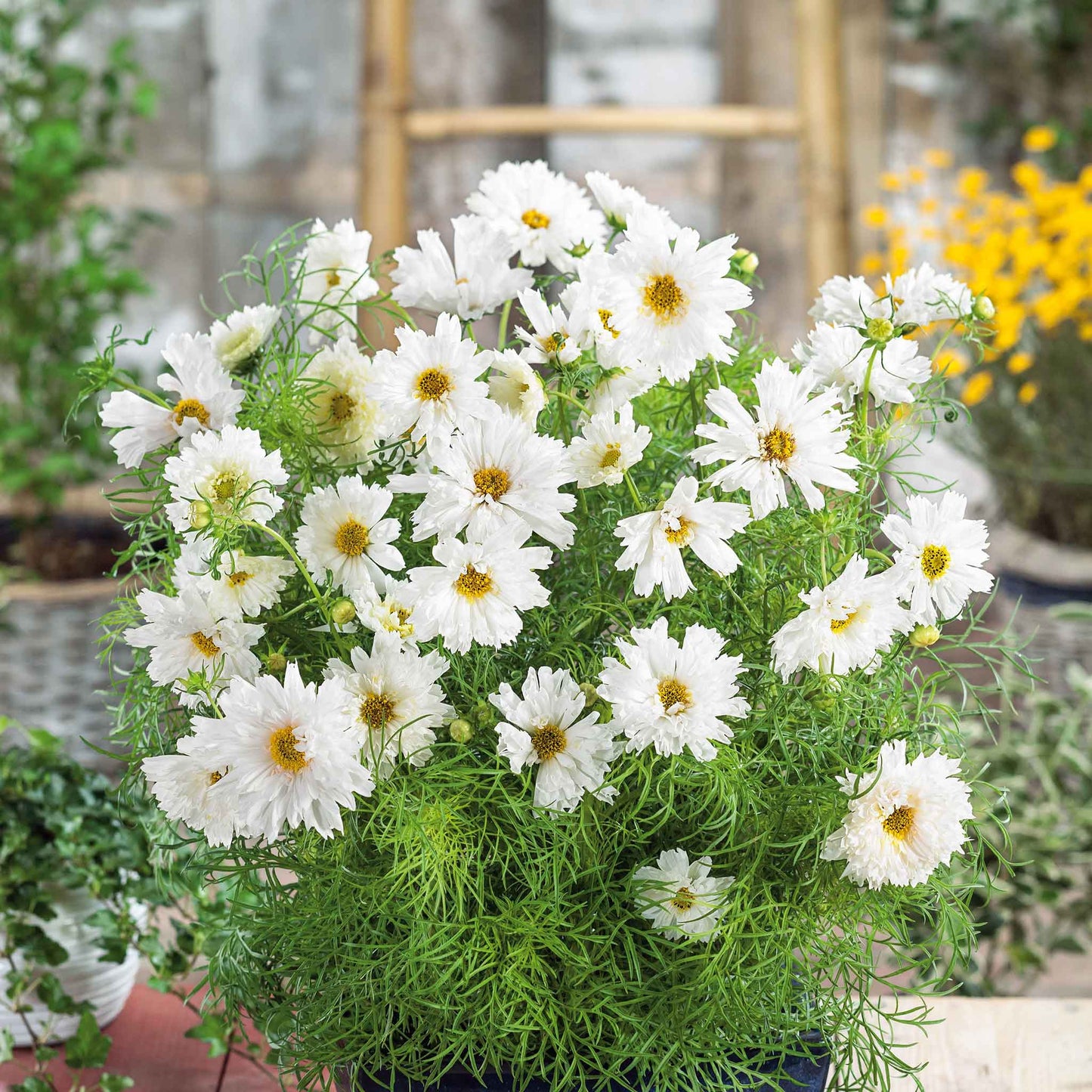 Bouquet of cosmos double click white knight in a blue vase on a table