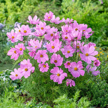 Rose pink cosmos dwarf early rose flowers in a bright garden setting. | copyright: Floramedia UK Ltd