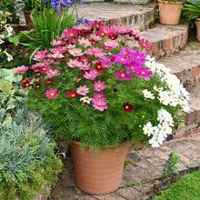 Colorful cosmos dwarf sensation mix in pink and white in a bright garden setting.