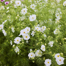 cosmos fizzy white flowers with green foliage in a natural setting