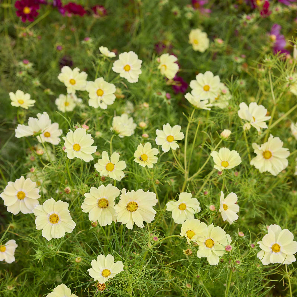 A close-up view of a flowering garden with many lemonade cosmos flowers with yellow centers and green foliage.