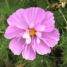 Pink comos flower from the psyche mix with a yellow center on a green background