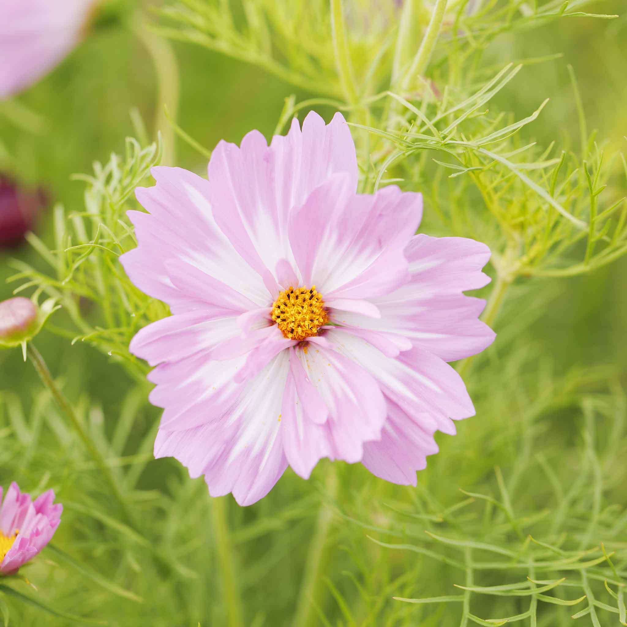 Pink comos flower from the psyche mix with a yellow center on a green background
