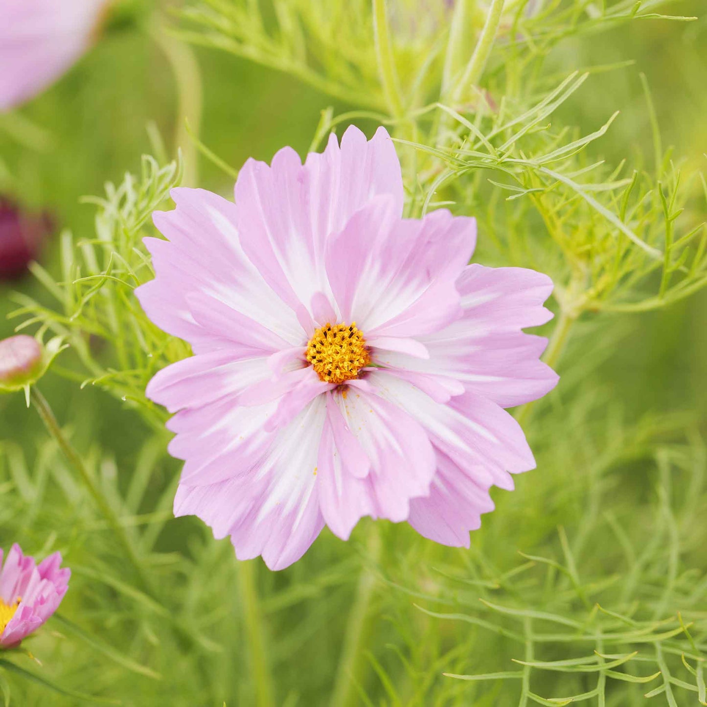 Pink comos flower from the psyche mix with a yellow center on a green background