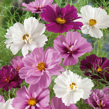 A variety of psyche cosmos flowers with petals in shades of purple, pink, and white, with yellow centers, bloom in a garden setting.