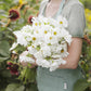 Person holding a bouquet of cosmos psyche white flowers in a garden setting