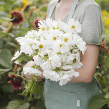 Person holding a bouquet of cosmos psyche white flowers in a garden setting