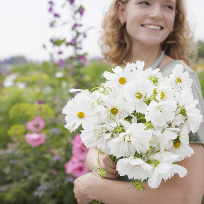 Person holding a bouquet of cosmos psyche white flowers in a garden setting