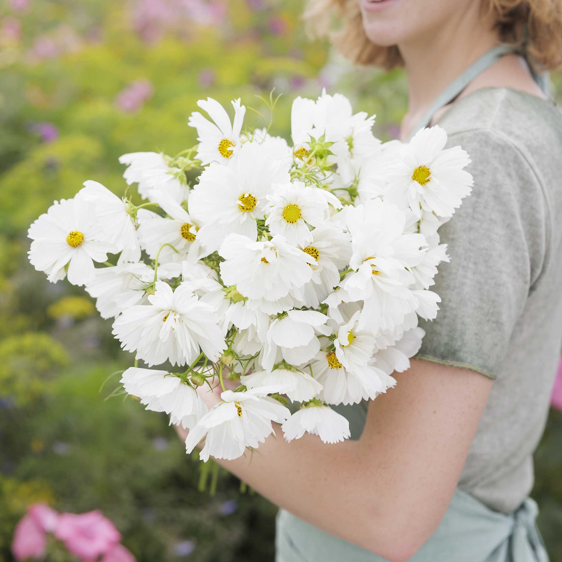Person holding a bouquet of cosmos psyche white flowers in a garden setting