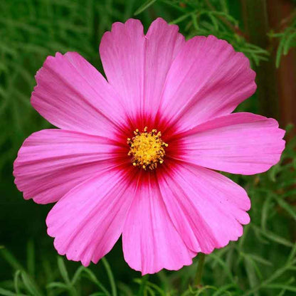 Pink cosmos radiance flowers with yellow centers blooming in a green garden setting.