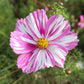 A close-up image of a rosetta Cosmos flower with pink, white, and magenta-streaked around a golden yellow center, set against a blurred background of similar flowers.
