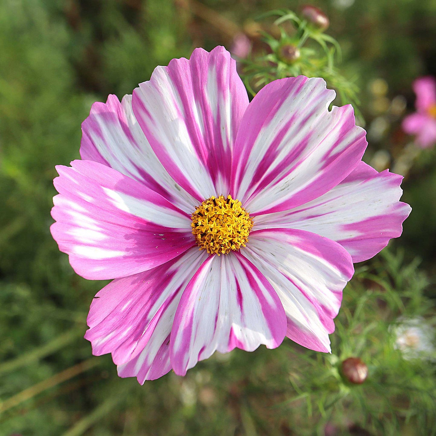 A close-up image of a rosetta Cosmos flower with pink, white, and magenta-streaked around a golden yellow center, set against a blurred background of similar flowers.