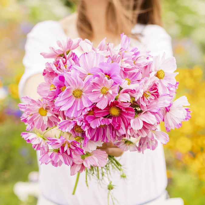 Person holding a bouquet of pink rosetta cosmos flowers in a natural setting