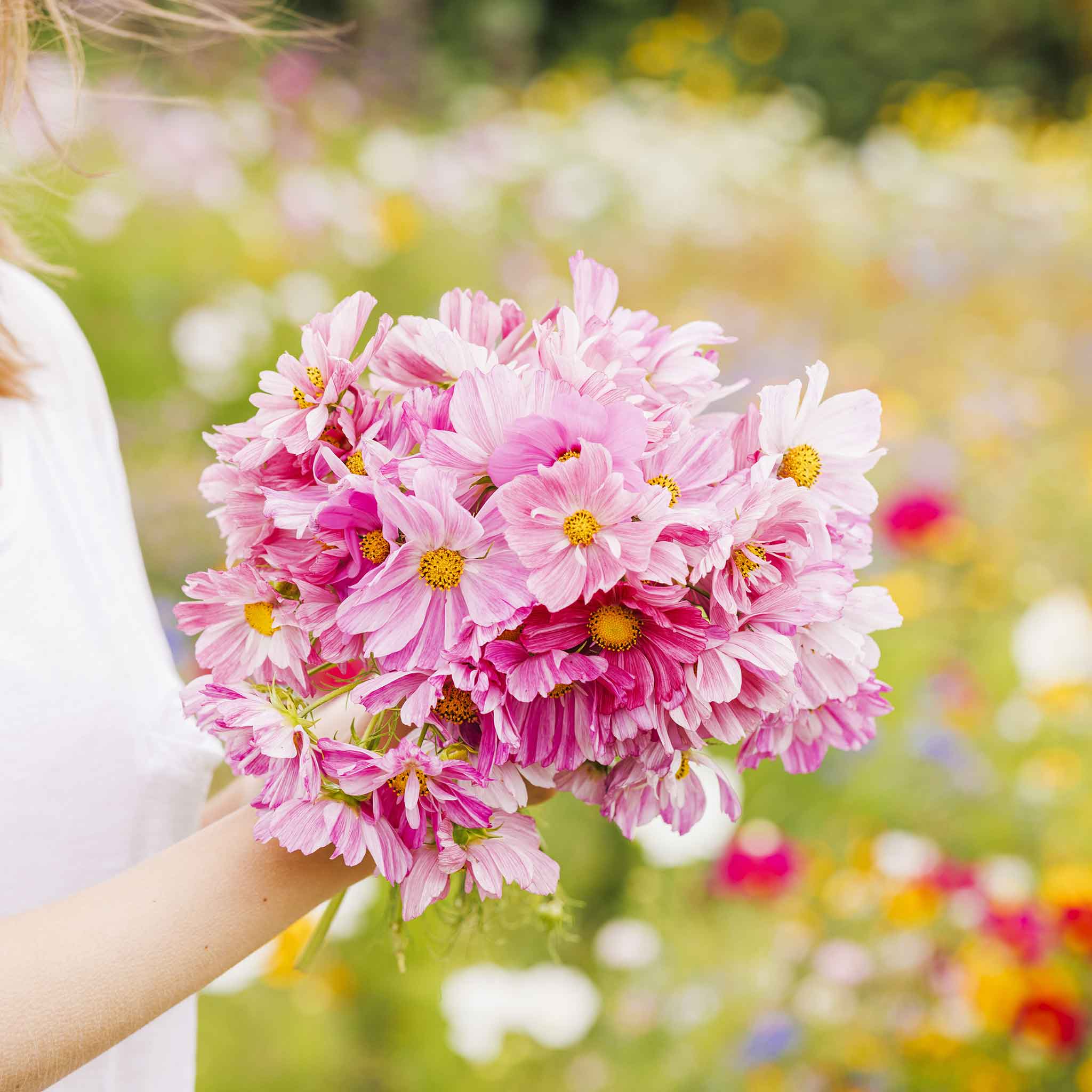 Person holding a bouquet of pink rosetta cosmos flowers in a natural setting