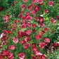 cosmos rubenza