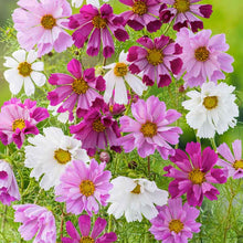 Pink and white cosmos seashells mix with rolled petals in a bright garden setting. | copyright: Floramedia UK Ltd