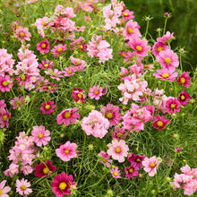 Pink cosmos and snapdragon flowers from the ruby rose bundle growing in a patch.