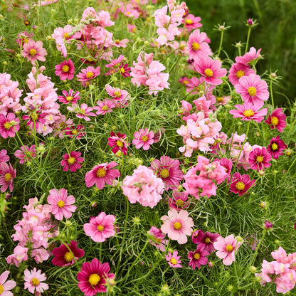 Pink cosmos and snapdragon flowers from the ruby rose bundle growing in a patch.