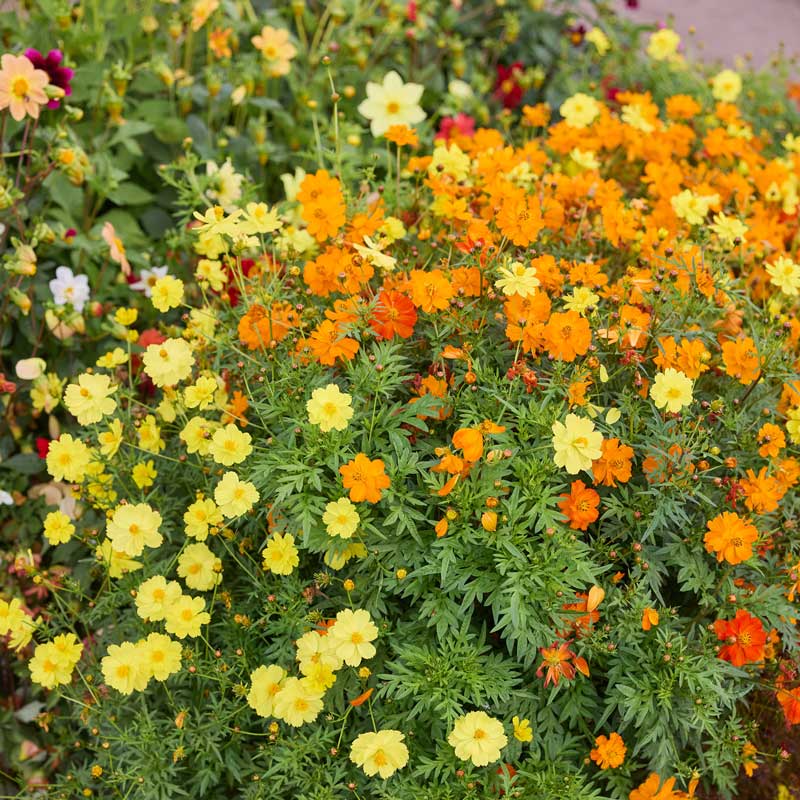 Yellow, orange, and red cosmos sulphur carpet mix flowers in a dense garden.