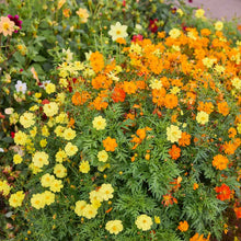 Yellow, orange, and red cosmos sulphur carpet mix flowers in a dense garden.