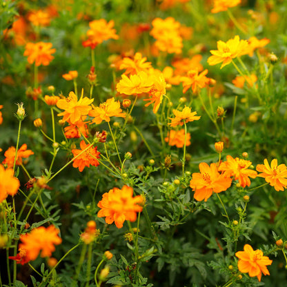 Orange cosmos crest orange flowers filling a bright sunny garden.