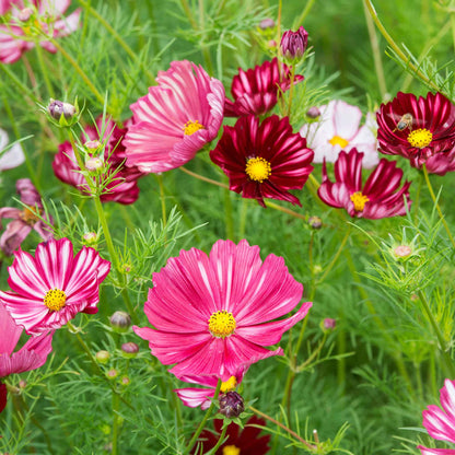 Deep red cosmos velouette flowers blooming in a colorful garden setting.