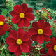 Cosmos Seeds - Versailles Tetra Red